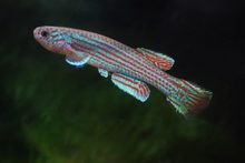 Aphyosemion spec. AVK 2022/27 Mandoga