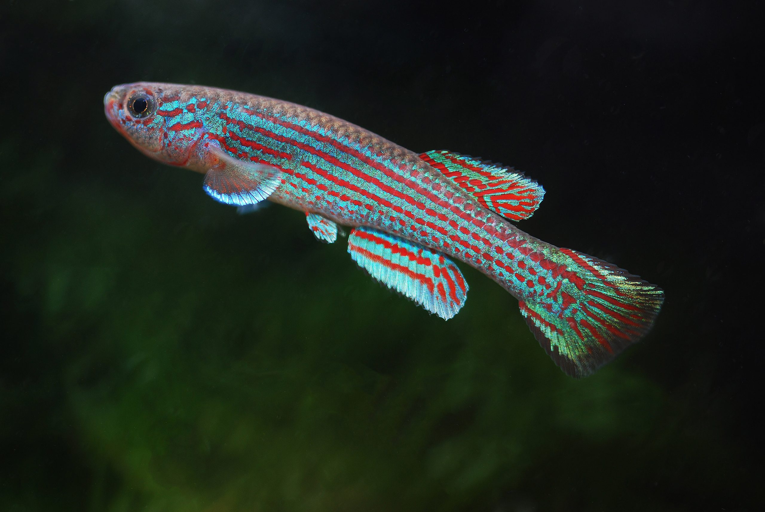 Aphyosemion spec. AVK 2022/27 Mandoga