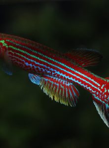 Aphyosemion raddai
