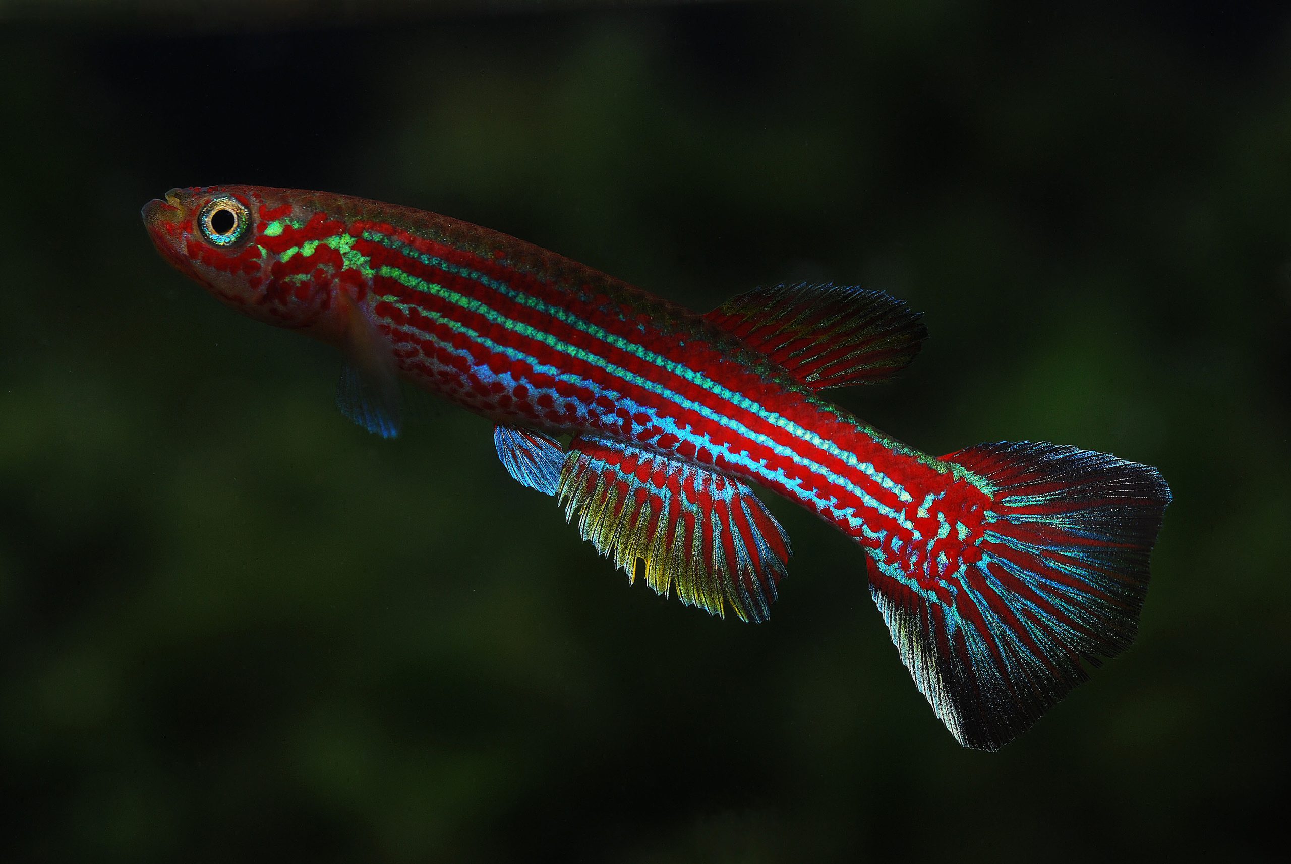 Aphyosemion raddai