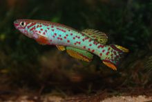 Fundulopanchax scheeli