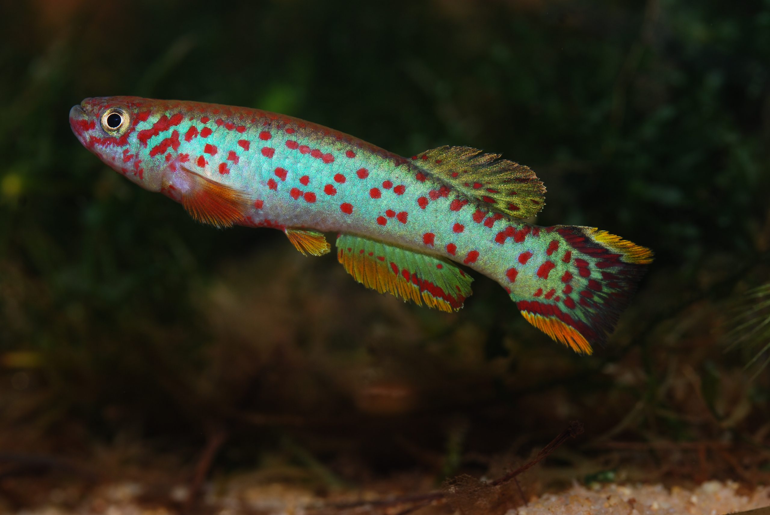 Fundulopanchax scheeli