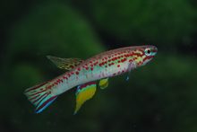 Aphyosemion hera