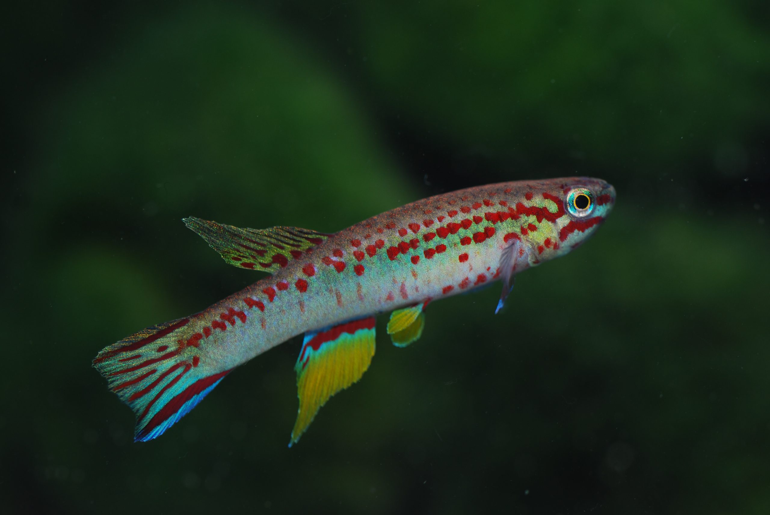 Aphyosemion hera