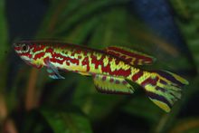 Fundulopanchax spoorenbergi