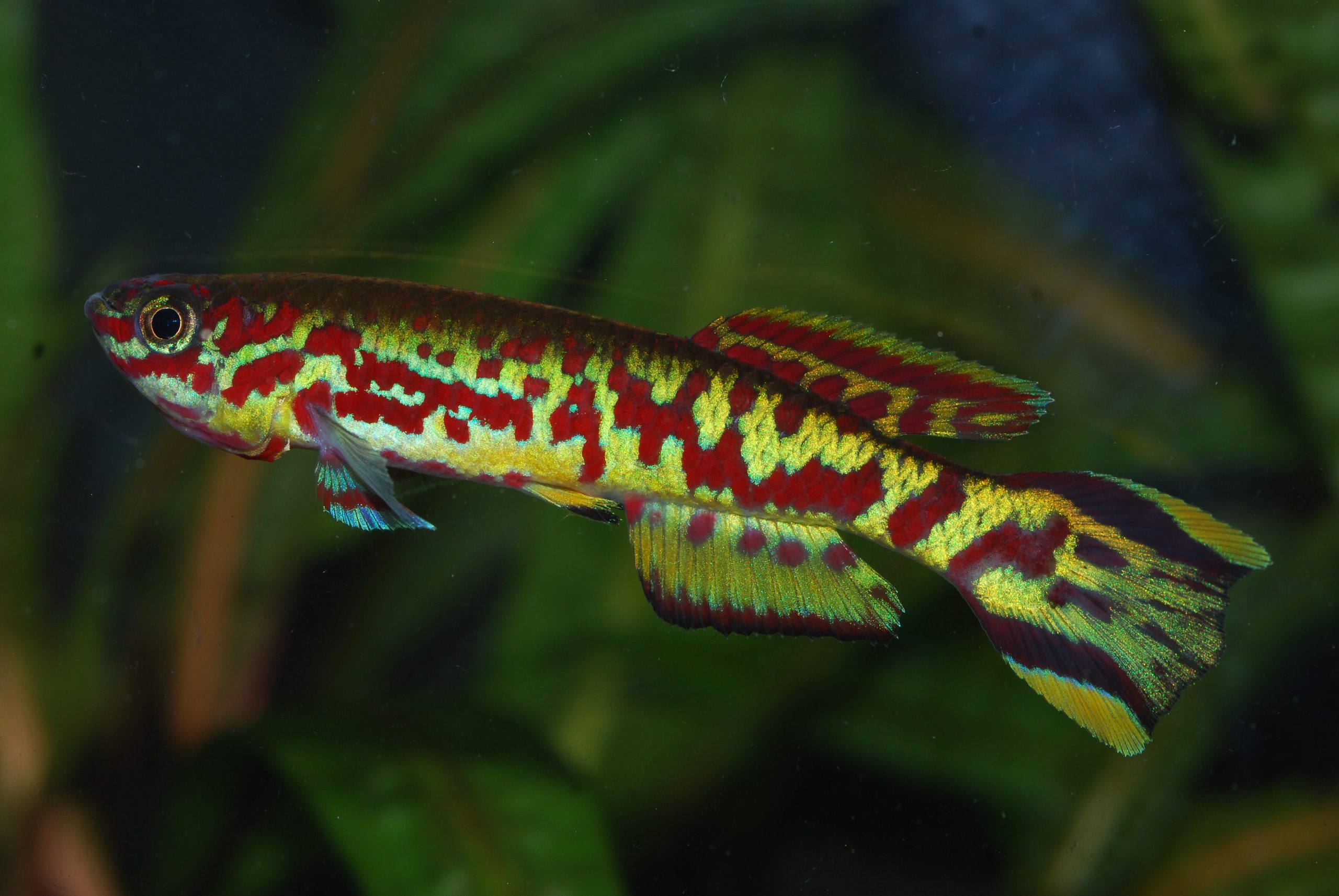 Fundulopanchax spoorenbergi