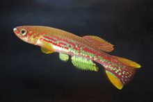 Fundulopanchax moensis