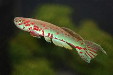 Fundulopanchax ndianus